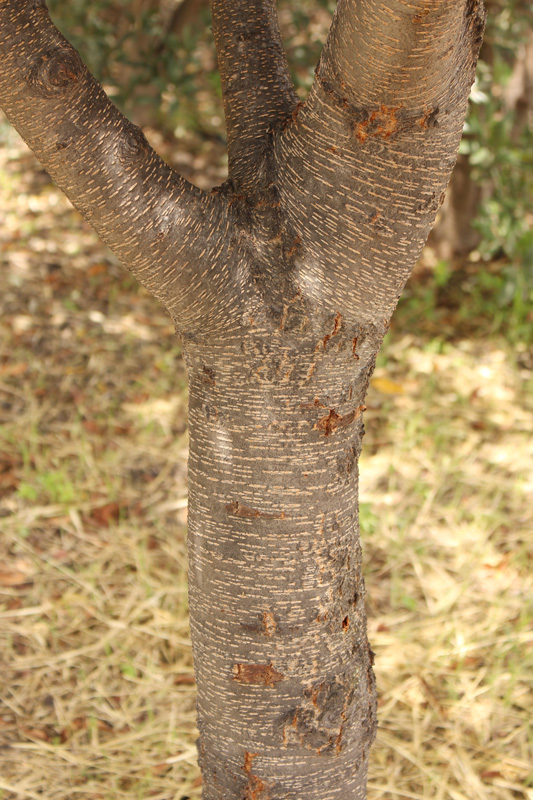 Árboles Urbanos del Altiplano