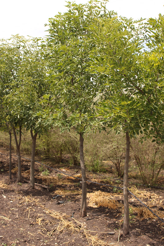 Árboles Urbanos del Altiplano