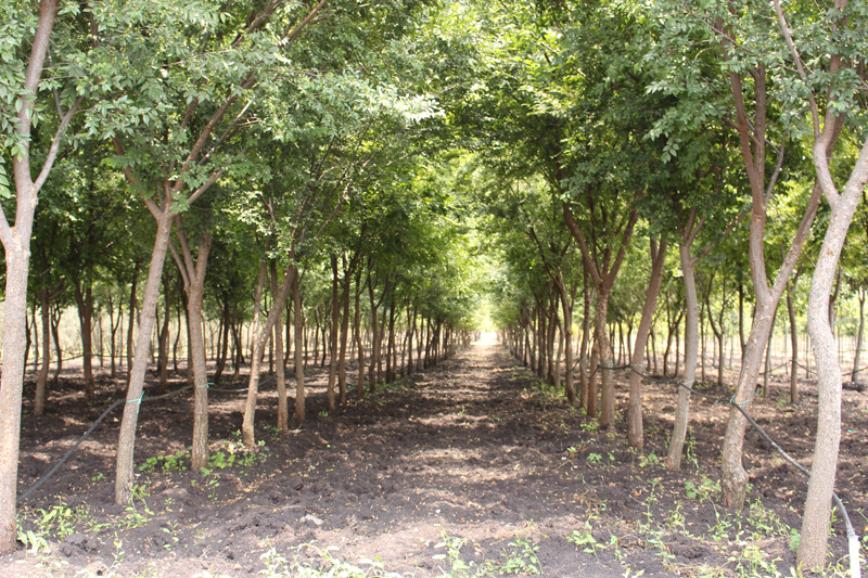 Árboles Urbanos del Altiplano