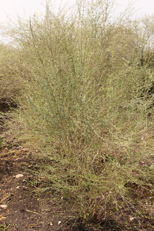 Árboles Urbanos del Altiplano